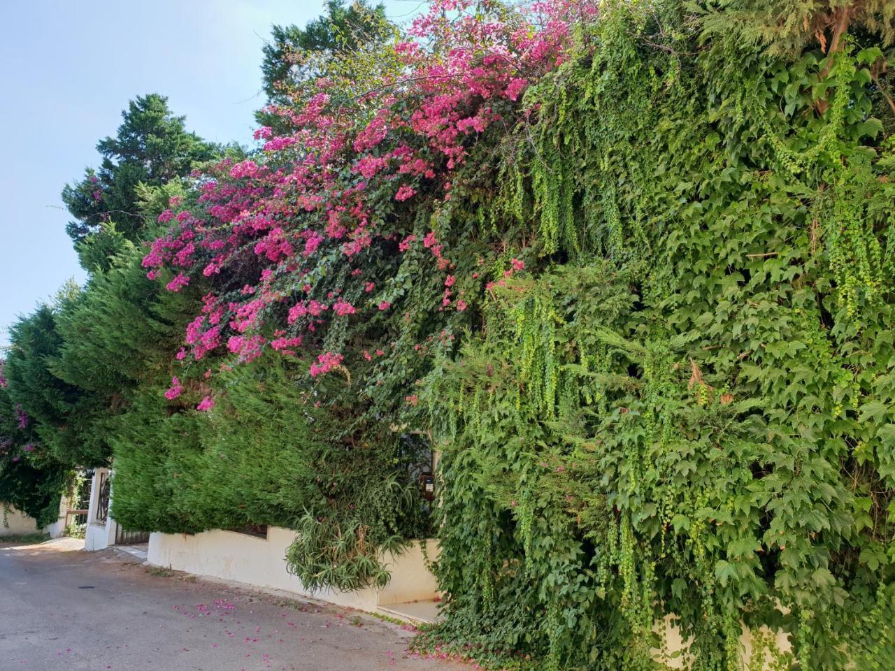 B&B Il Giardino Di Villa Anna Trecase Екстер'єр фото