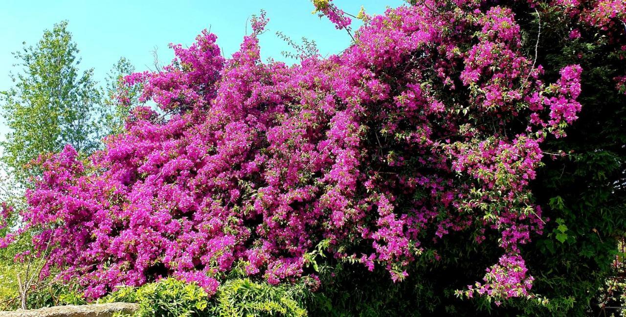 B&B Il Giardino Di Villa Anna Trecase Екстер'єр фото
